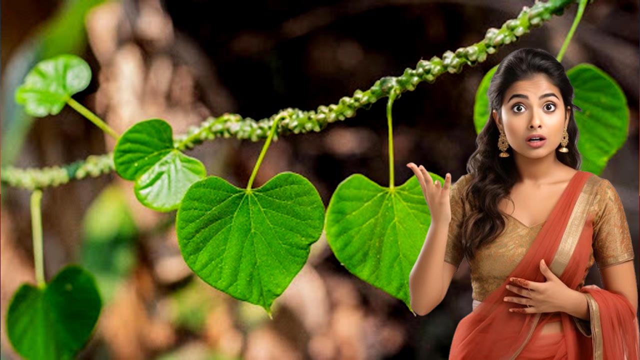 Health Benefits: తిప్పతీగ ఆకు తింటే తిప్పలన్నీ మాయం..