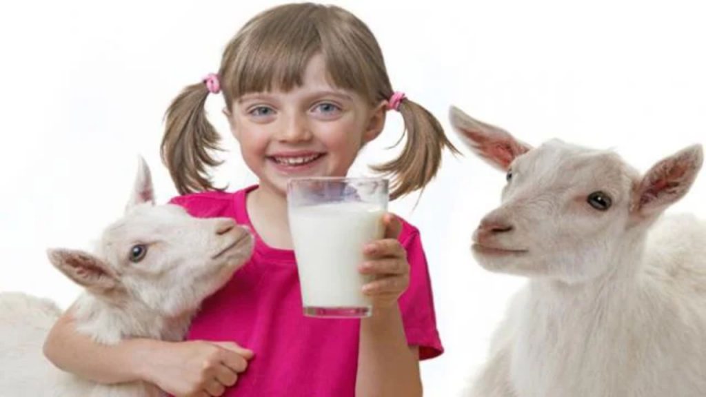 Goat Milk