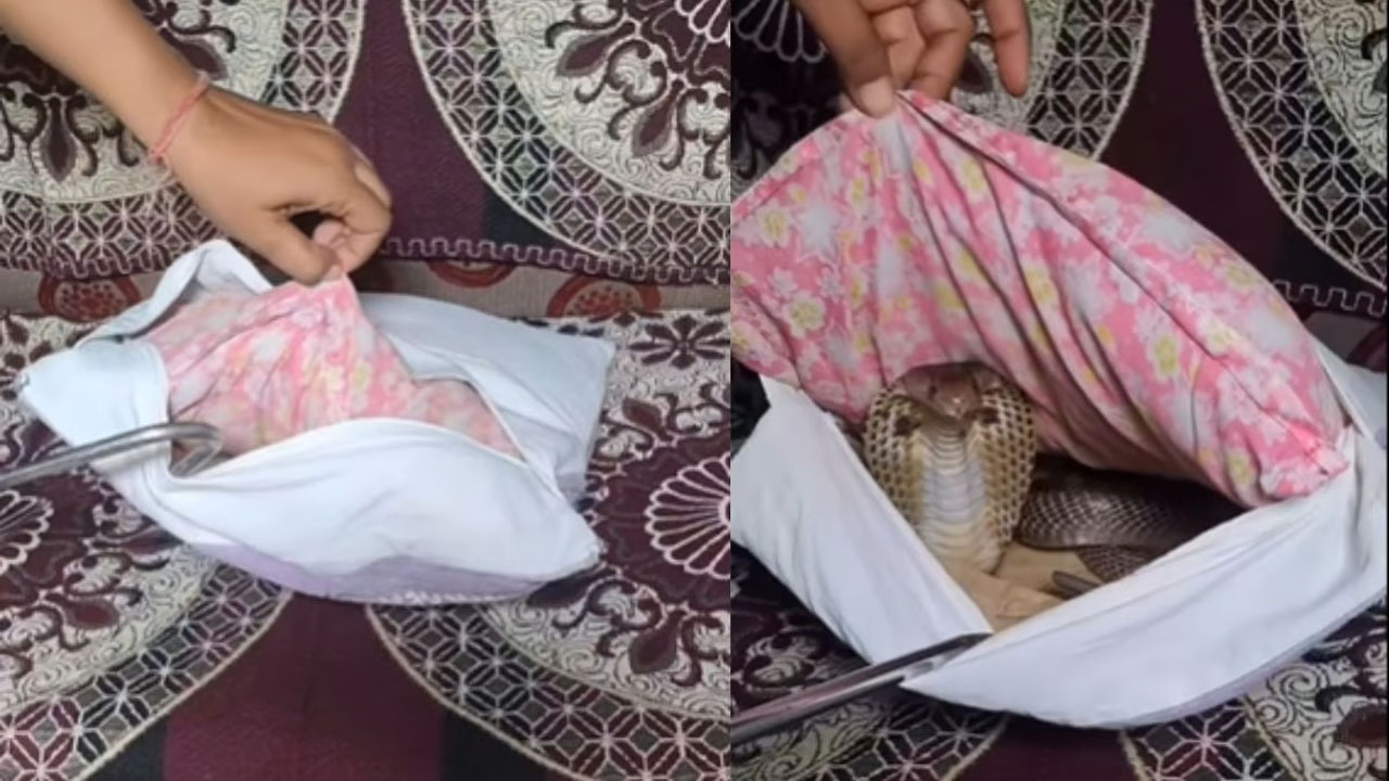 Cobra In Pillow: దిండులో భారీ నాగు పాము.. గూస్‌బంప్స్‌ వీడియో!