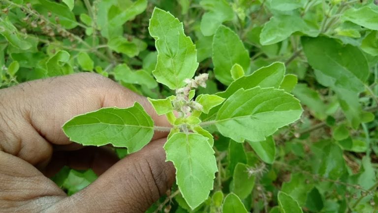 Health Tips : ఈ మొక్కను ఆయుర్వేద రాణి అని ఎందుకు అంటారు.. మీకు తెలుసా..!