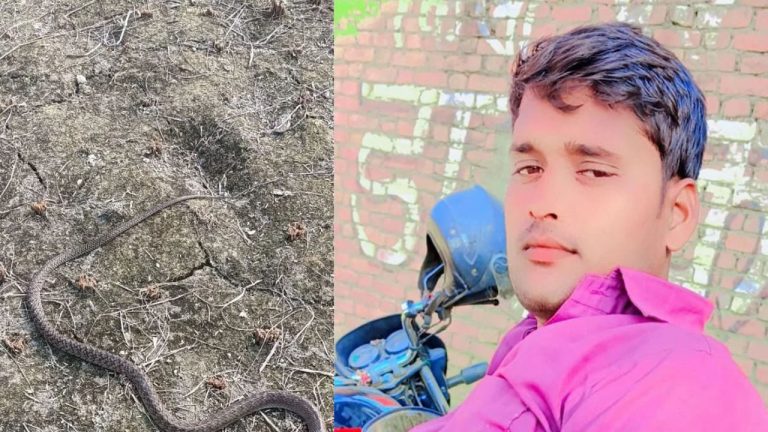 Man Dies snake Bite: పొలంలో పామును కొట్టి చంపిన వ్యక్తి.. గంటకే పగ తీర్చుకున్న మరో పాము
