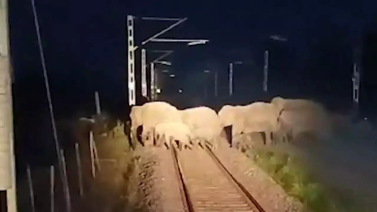 Viral Video: ఏఐ సాంకేతికతతో 60 ఏనుగుల ప్రాణాలు కాపాడిన లోకో పైలట్.. వీడియో వైరల్