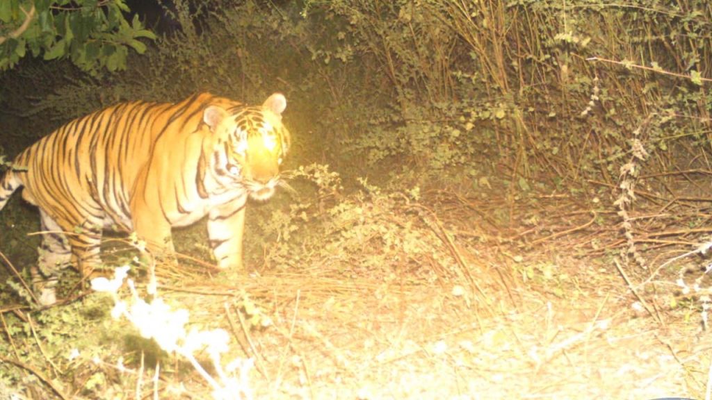 Adilabad Tiger