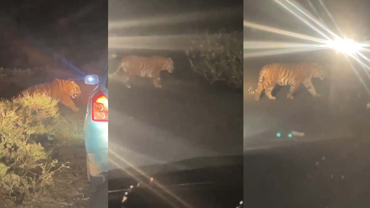 Adilabad: ఉమ్మడి జిల్లాలో హడలెత్తిస్తున్న పులులు.. ఒకవైపు మగ పులి, మరో వైపు ఆడపులి