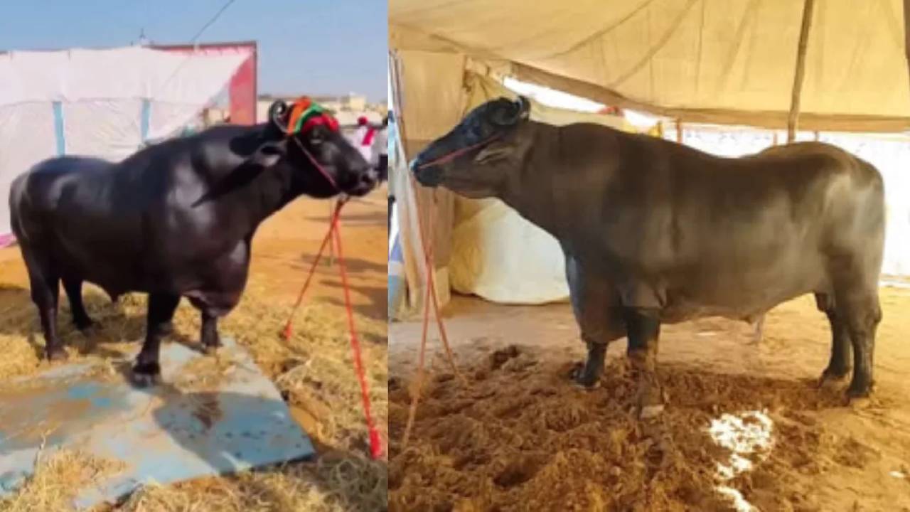 Anmol: ఈ దున్న ఖరీదు ఏకంగా రూ. 23 కోట్లు.. రోజూ డ్రైఫ్రూట్స్, ఎగ్స్ ఆహారం..