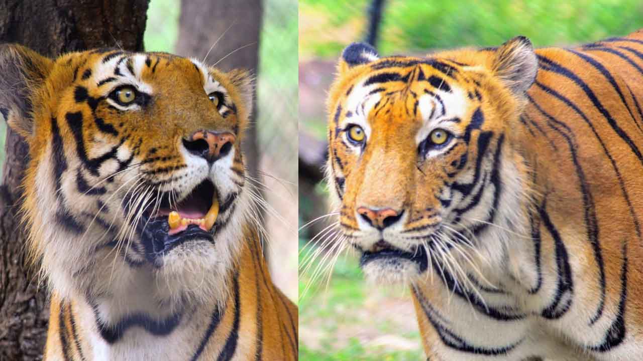 Bengal Tiger Dies in Tirupati Zoo: తిరుపతి జూ లో మరో బెంగాల్ టైగర్ మృతి..