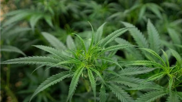 Bengaluru: ఆదర్శ దంపతులు.. బాల్కనీలో గంజాయి సాగు..