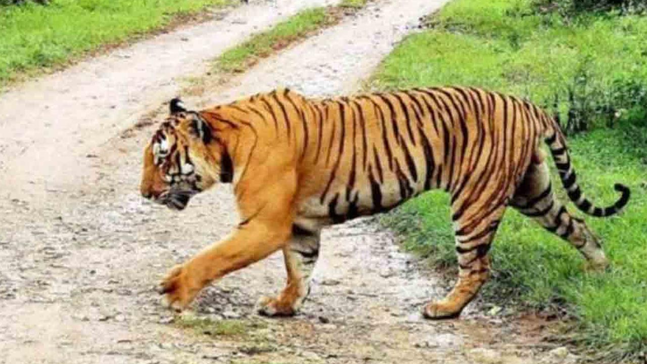 Telangana: బాబోయ్ పులి.. నిర్మల్ రైతులకు దడ పుట్టిస్తున్న బెబ్బులి..