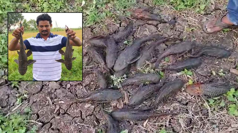 Dangerous Devil Fish: చేపల చెరువులో అత్యంత ప్రమాదకరమైన చేపలు.. రైతుల్లో ఆందోళన..