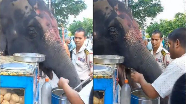 Elephant Eating Pani Puri : ఏనుగుకు పానీ పూరీ ఇంత ఇష్టమా? లొట్టలేసుకుంటూ ఎలా తింటుందో చూడండి (వీడియో)