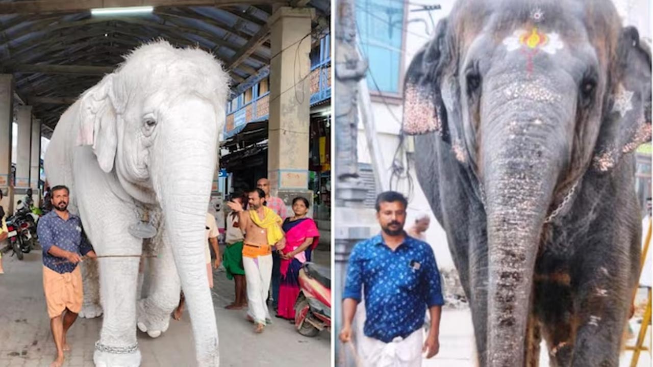 Thiruchendur: విషాదం.. ఆలయంలో ఏనుగుకు పండ్లు తినిపిస్తుండగా దాడి, ఒకరి మృతి
