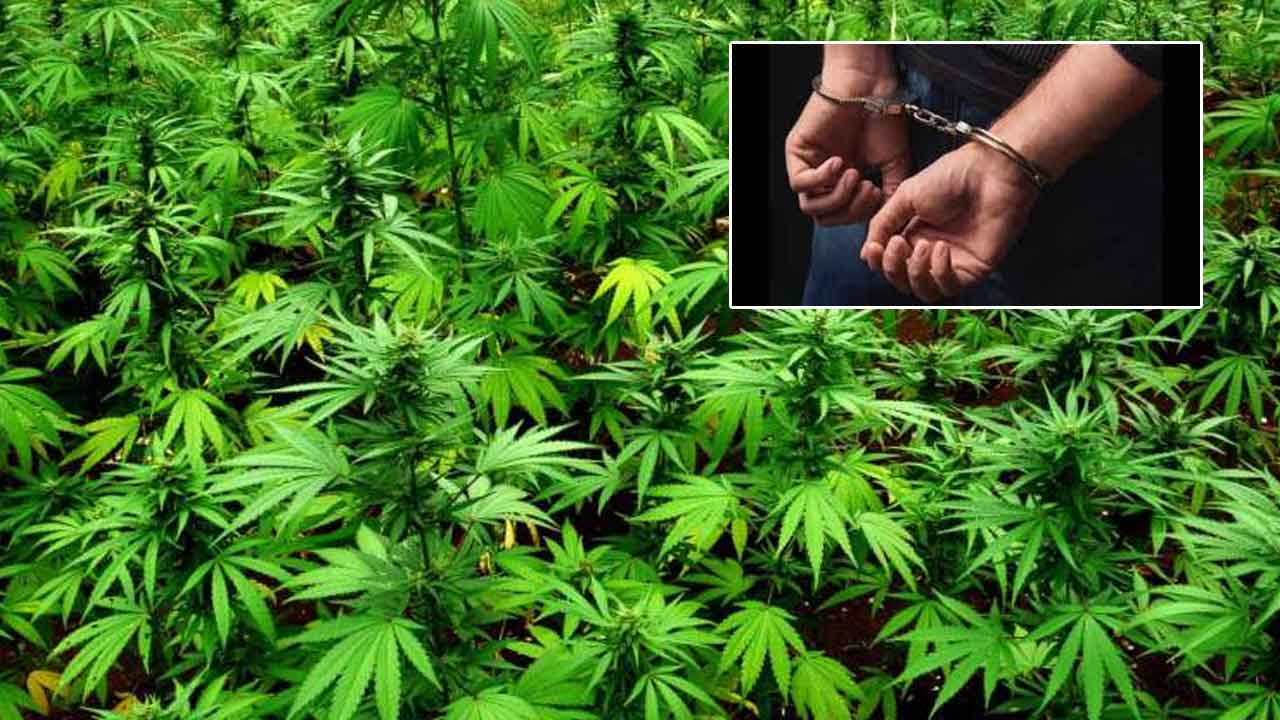 two men from bihar growing marijuana plants on terrace