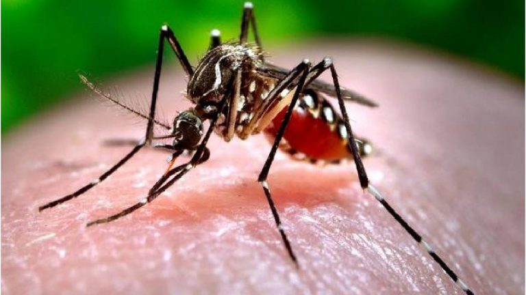 Japanese Encephalitis: 13 ఏళ్ల తర్వాత ఢిల్లీలో నమోదైన ప్రాణాంతక వ్యాధి..