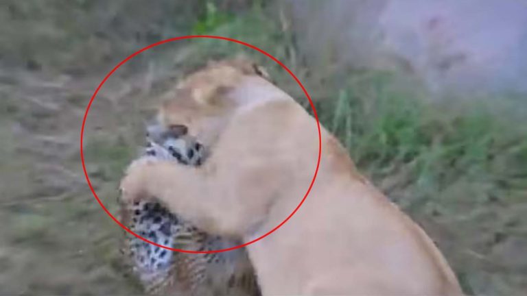 Leopard-Lion fight: పిల్లలను కాపాడుకునేందుకు సింహంతో తల్లి చిరుతపులి ఫైటింగ్.. చివరికి ఏమైందంటే..!
