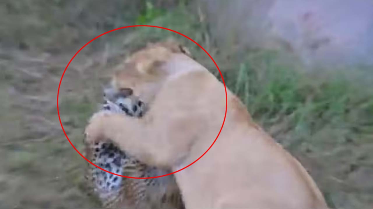 Leopard-Lion fight: పిల్లలను కాపాడుకునేందుకు సింహంతో తల్లి చిరుతపులి ఫైటింగ్.. చివరికి ఏమైందంటే..!