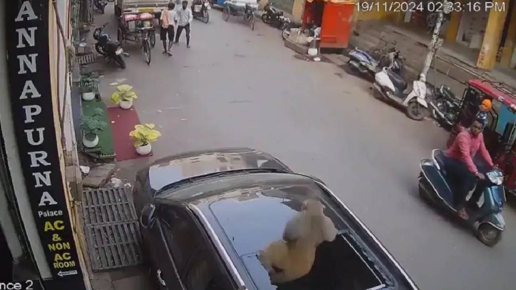 Monkey Breaks Sunroof