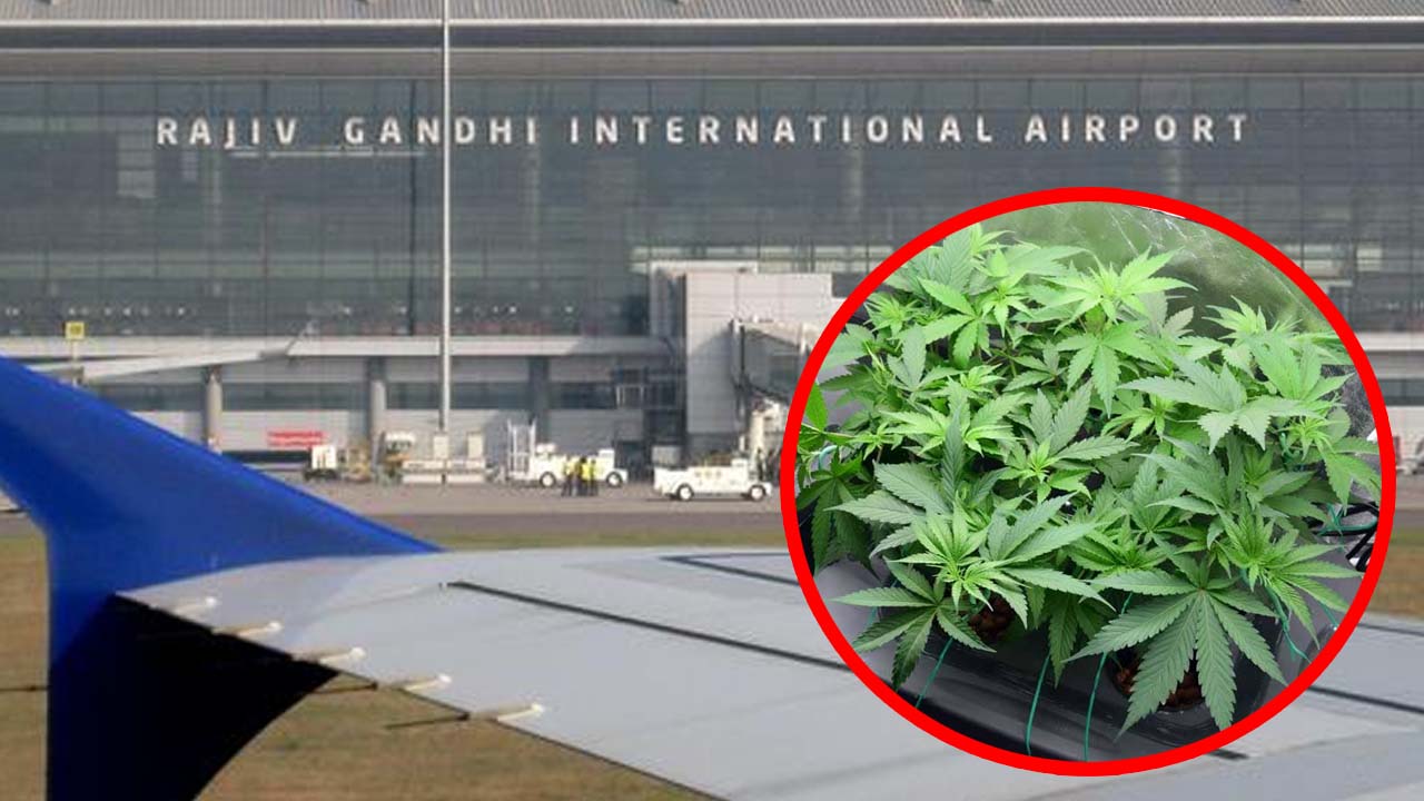 Shamshabad: విమానాశ్రయంలో రూ.2.2 కోట్ల నిషేధిత కలుపు మొక్కల పట్టివేత..