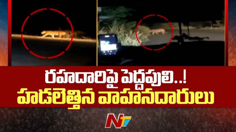 Tiger Wandering: అలర్ట్.. దర్జాగా రోడ్డు దాటిన పెద్దపులి.. ఎక్కడంటే?