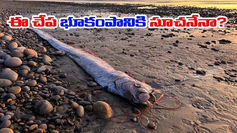 US: యూఎస్‌ బీచ్‌లో అరుదైన ఫిష్ గుర్తింపు.. భారీ విపత్తుకు సిగ్నలా..!?