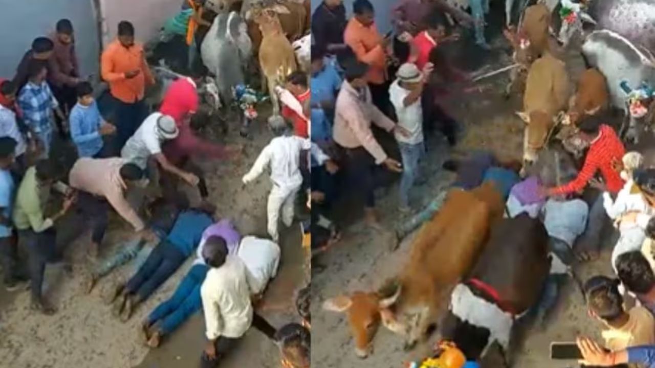 Unique Tradition: వైరెటీ సంప్రదాయం..  ఆవుల మందతో తొక్కించుకుంటున్న యువకులు