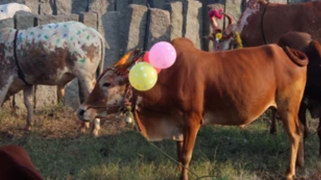 Diwali Celebrations: టపాసులు పేలుస్తూ ఆవులను పరుగెత్తించారు.. ఇదో ఆచారమట మరి!