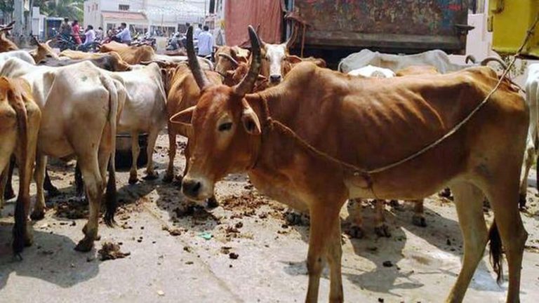 AP News: నాలుగేళ్లలో విషం పెట్టి 80 ఆవులు, ఎద్దులను చంపిన వ్యక్తి.. ఎందుకంటే?