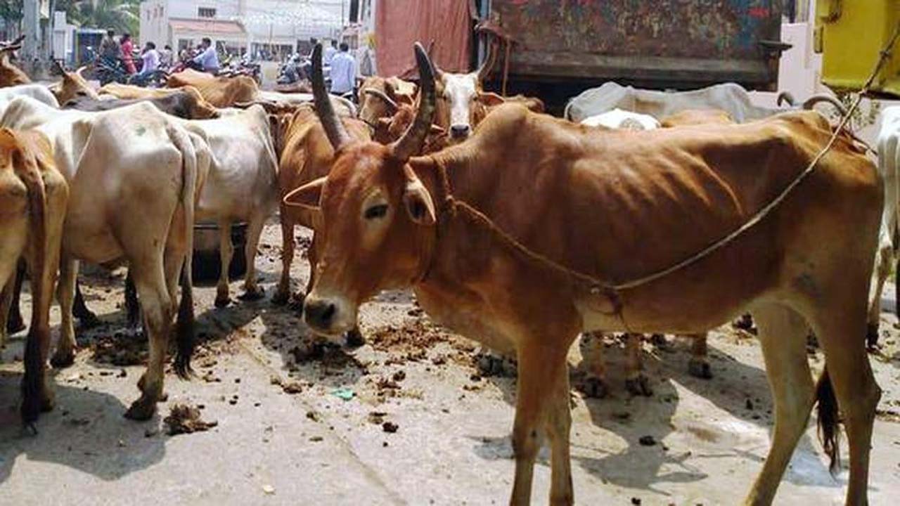 AP News: నాలుగేళ్లలో విషం పెట్టి 80 ఆవులు, ఎద్దులను చంపిన వ్యక్తి.. ఎందుకంటే?