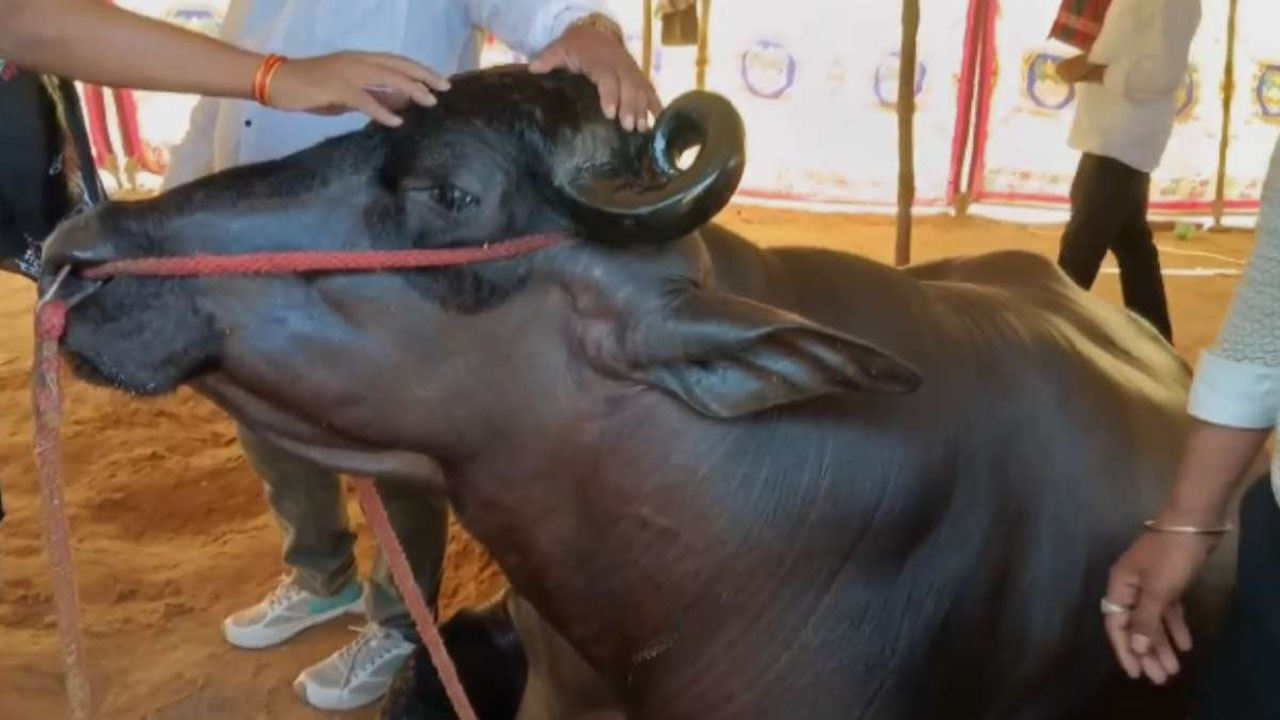 Haryana: వీర్యం విక్రయం ద్వారా నెలకు రూ. 5 లక్షలు.. మనిషిది కాదు..