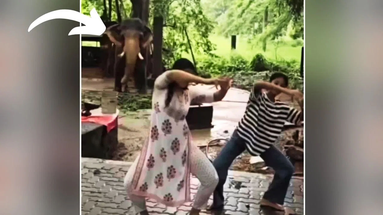 Viral video :  అమ్మాయిలతో పాటు భరతనాట్యం చేసిన ఏనుగు.. వీడియో వైరల్