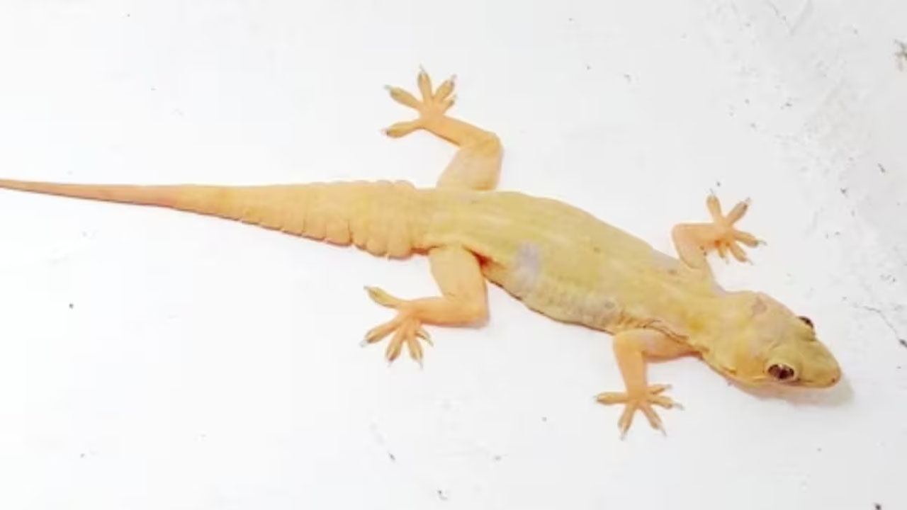 lizard: బల్లి కరిస్తే ఏం జరుగుతుంది? బల్లి పడిన ఆహారం తింటే ప్రమాదమా?