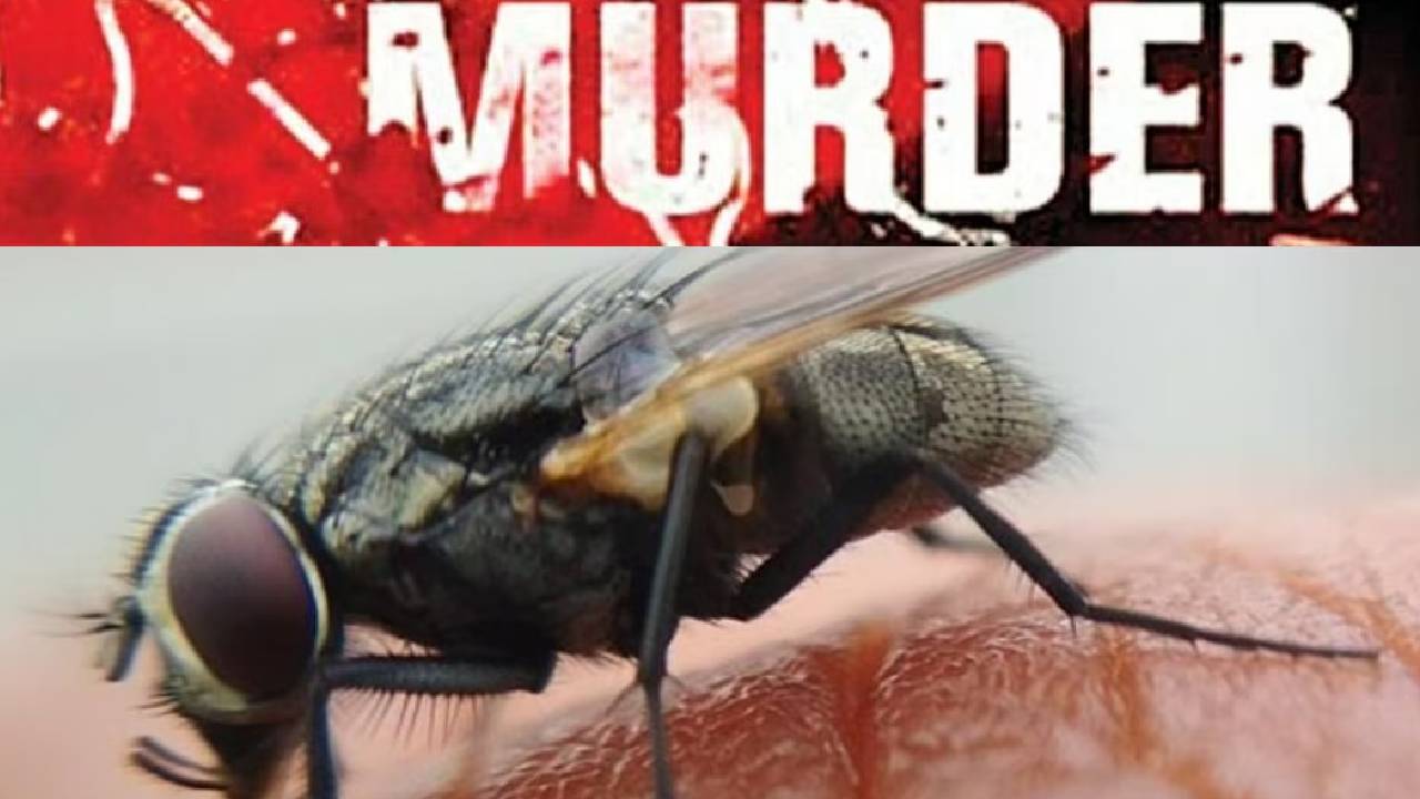 Murder Mystery: హత్యా నిందితుడిని పట్టించిన ‘‘ఈగలు’’.. పోలీసులు ఎలా కనిపెట్టారంటే..?