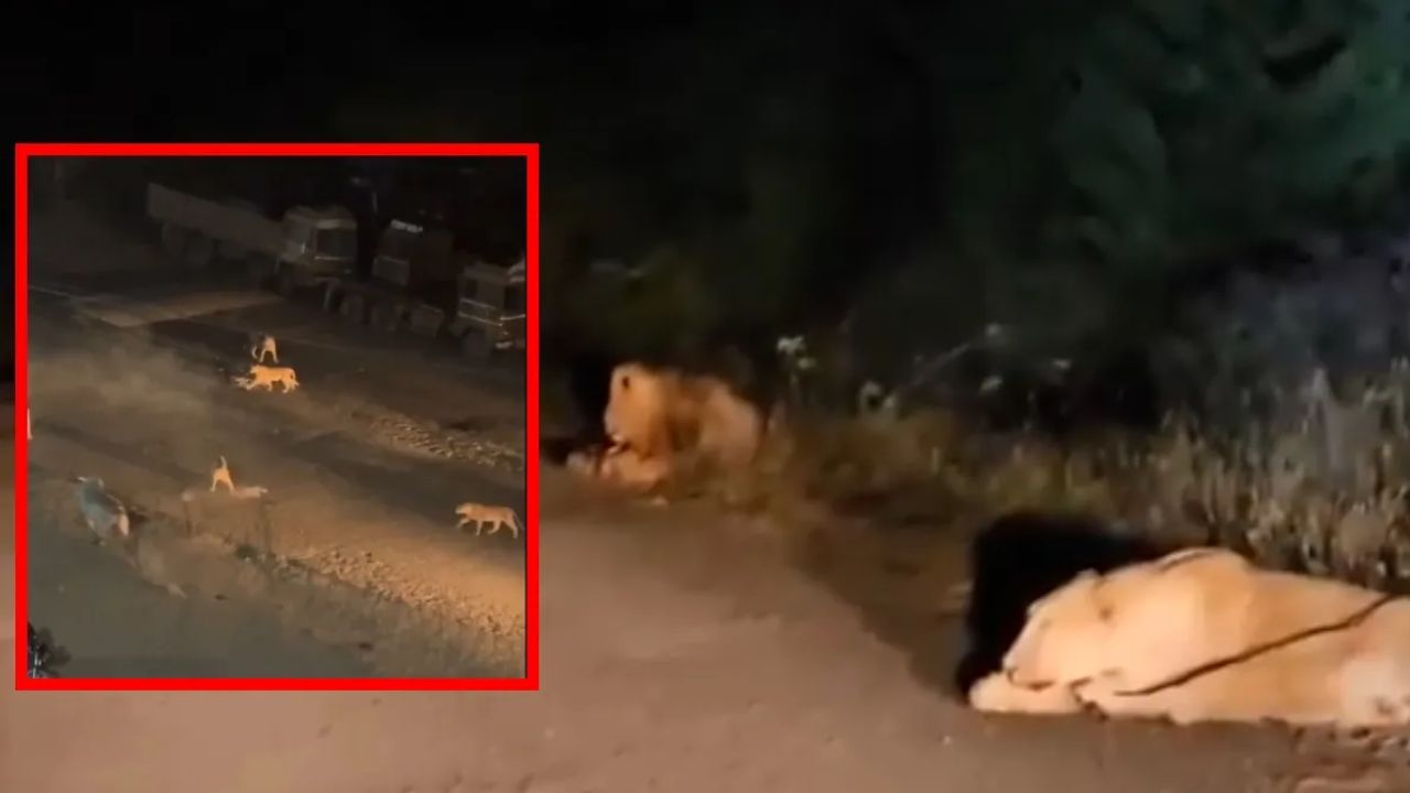 Lions Attack Cow: నాలుగు సింహాల మధ్య చిక్కుకున్న ఎద్దు.. తన ప్రాణాలను ఎలా కాపాడుకుందంటే? (వీడియో)