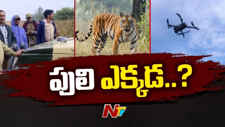 Asifabad: కొమురం భీం జిల్లాలో హడలెత్తిస్తున్న పులి.. 10 ప్రత్యేక బృందాలు ఏర్పాటు