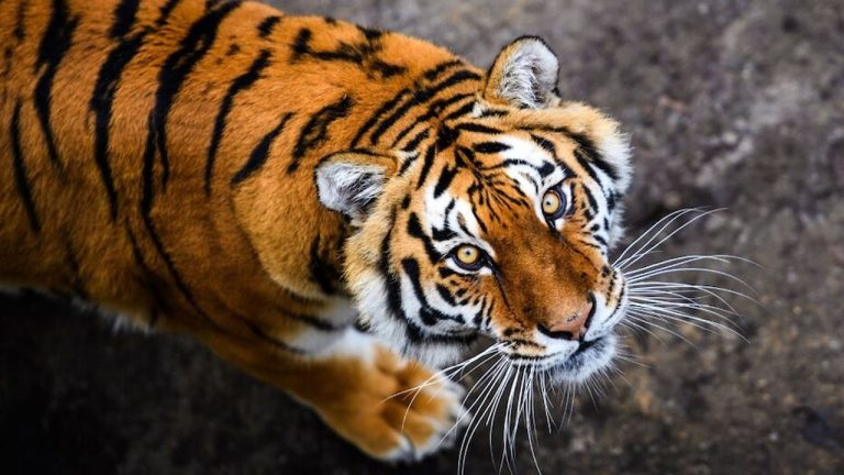 Bhadradri: భద్రాద్రి జిల్లా సరిహద్దులోకి పెద్దపులి.. ప్రజలకు అధికారుల హెచ్చరికలు