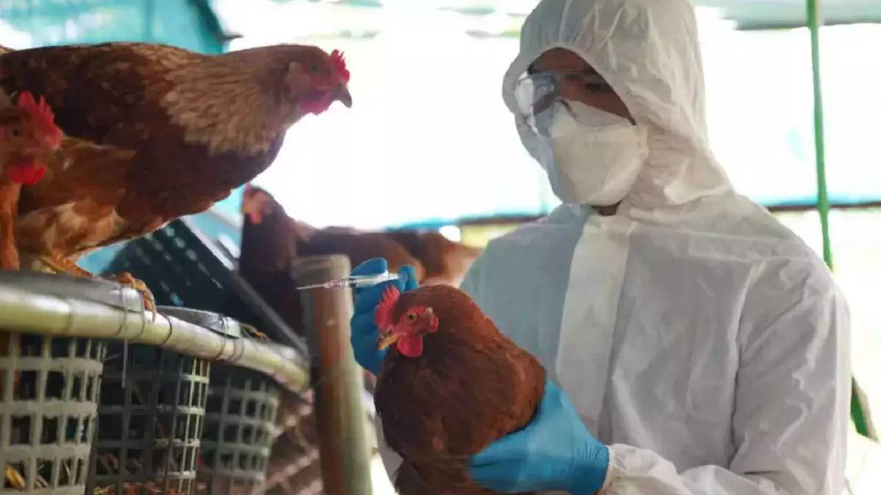 Bird Flu: మానవుడిలో తొలిసారిగా తీవ్రమైన బర్డ్ ఫ్లూ ఇన్ఫెక్షన్ గుర్తింపు..