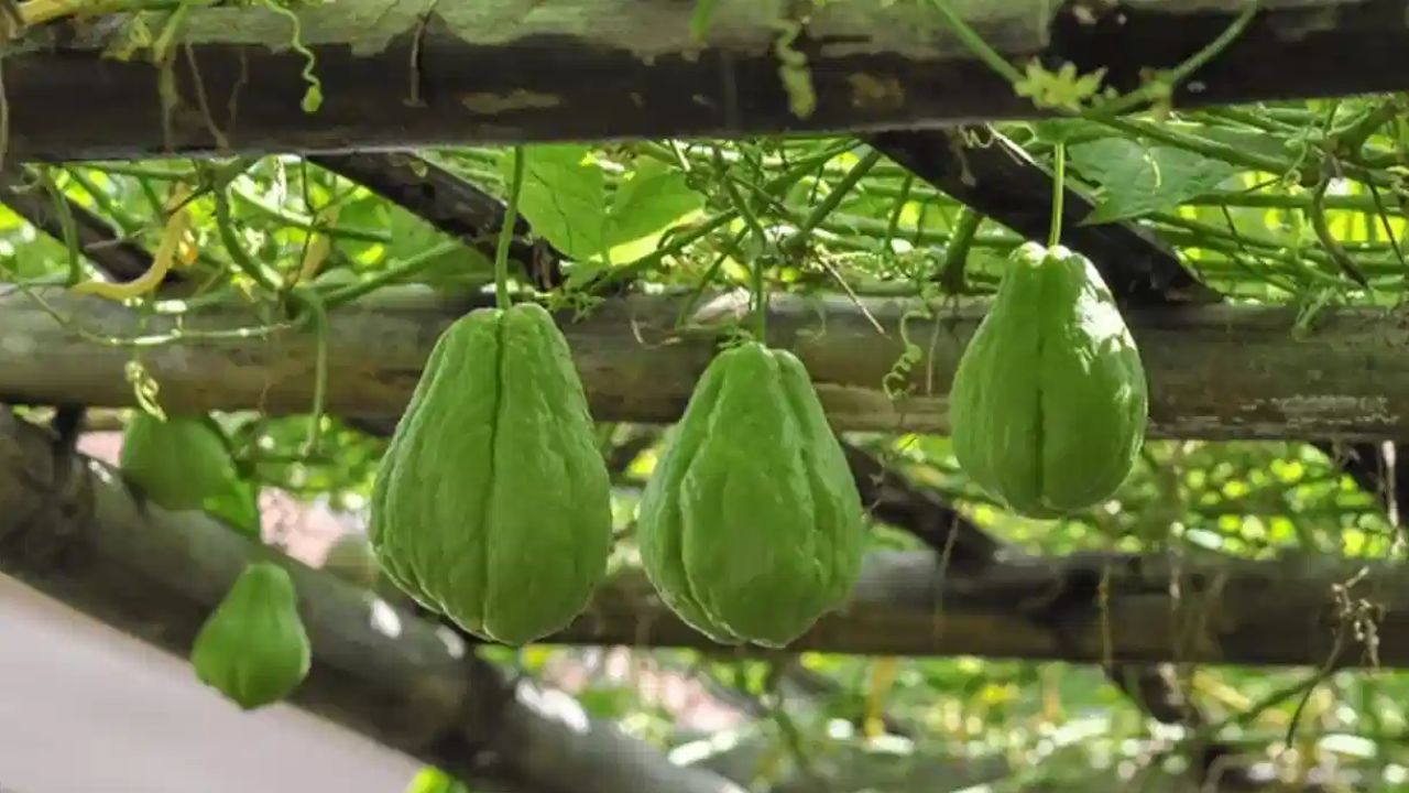 Chayote Health Benefits: సీమ వంకాయ గురించి విన్నారా.. తింటే ఇన్ని లాభాలా?