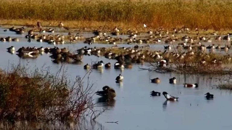 Earthquake: భూకంపాన్ని ముందే పసిగట్టి పైకి ఎగిరిపోయిన పక్షులు.. వీడియో వైరల్