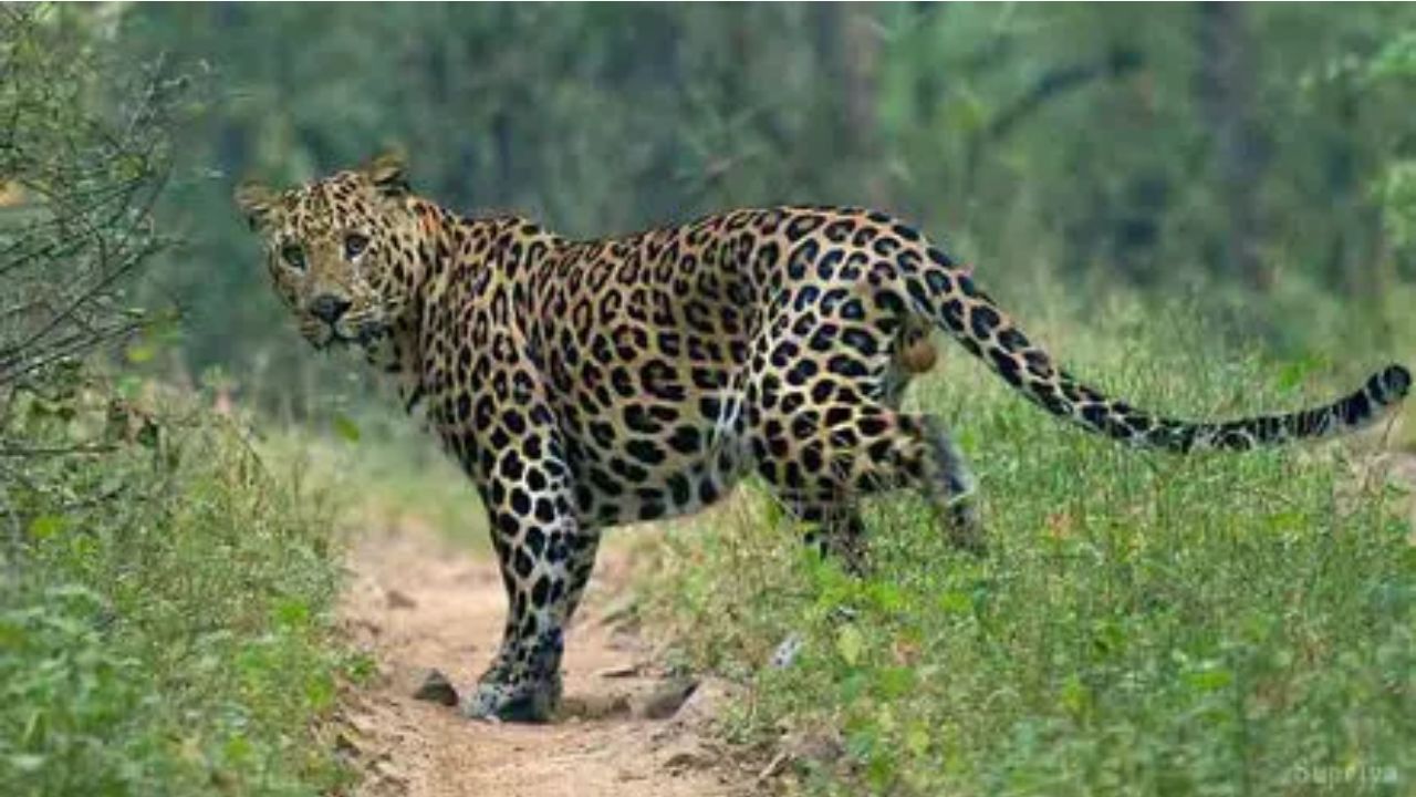 Leopard attack: చిరుతపులి దాడి.. యువతి మృతి