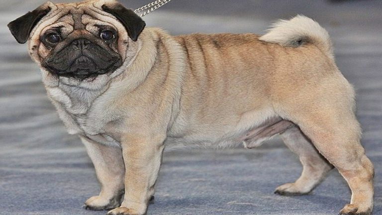 Pet Dogs: ఆ పని కోసం పెంపుడు కుక్కను బయటకు తీసుకెళ్తున్నారా? ఇక అంతే..!