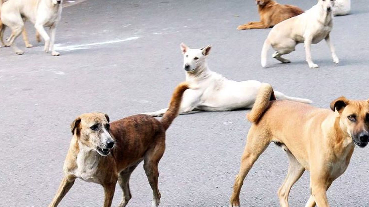 Stray Dog Attacks: హడలెత్తిస్తున్న వీధి కుక్కలు.. అక్కడ ఇప్పడికే ముగ్గురు మృతి.. వందల మందికి గాయాలు..!