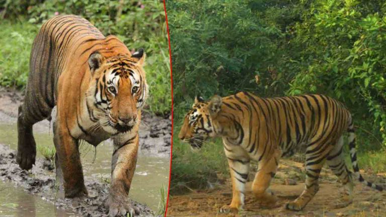 Mulugu District: ములుగు జిల్లాలో పెద్ద పులి సంచారం.. ఫారెస్టు అధికారులు ఏమన్నారంటే?