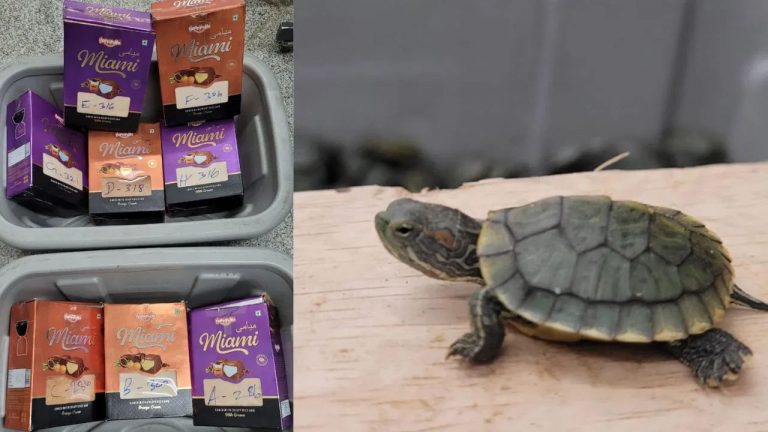 Tamil Nadu: బతికున్న 2447 తాబేళ్లను చాక్లెట్ బాక్స్‌ల్లో ఉంచి.. అక్రమ రవాణా(వీడియో)