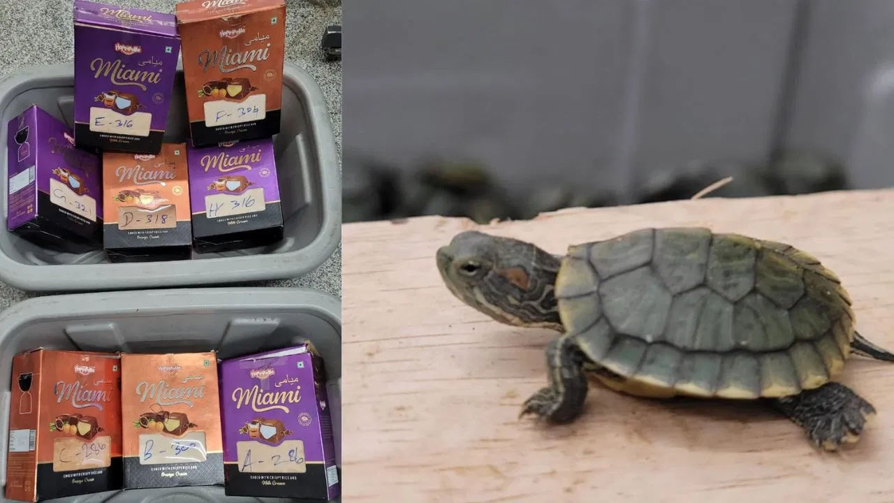 Tamil Nadu: బతికున్న 2447 తాబేళ్లను చాక్లెట్ బాక్స్‌ల్లో ఉంచి.. అక్రమ రవాణా(వీడియో)