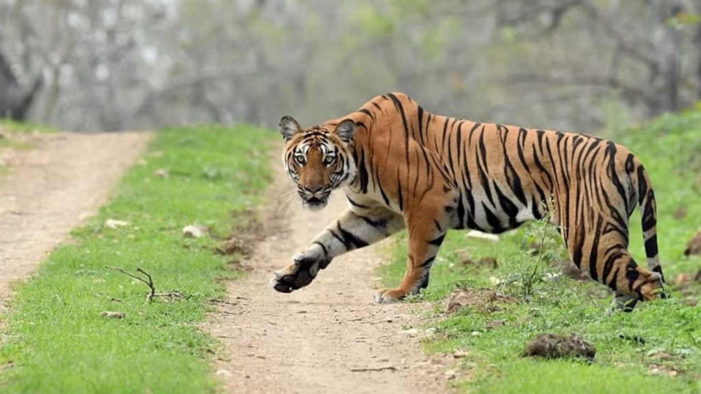 Tiger In Mulugu