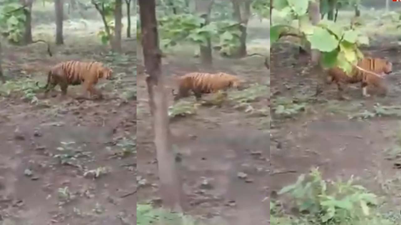 Tiger in Warangal: నర్సంపేటలో పులి సంచారం.. భయాందోళనలో ఏజెన్సీ ప్రజలు..