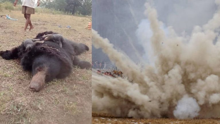Bears Dead: మావోయిస్టులు అమర్చిన బాంబు పేలుడు.. మూడు ఎలుగుబంట్లు మృతి