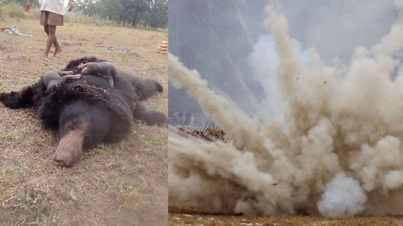 Bears Dead: మావోయిస్టులు అమర్చిన బాంబు పేలుడు.. మూడు ఎలుగుబంట్లు మృతి