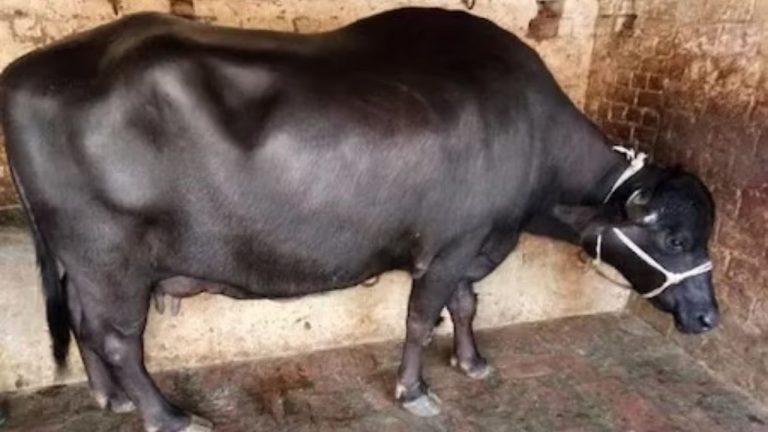 DNA Test to Cow: ఇదేందయ్యా ఇది.. గేదె యాజమానిని తేల్చేందుకు డీఎన్‌ఏ టెస్టు