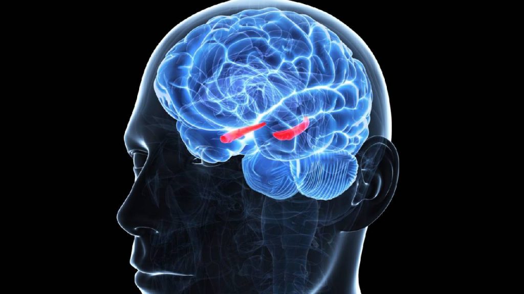 Hippocampal Ca3 Region