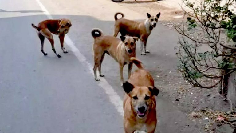 Mahbubnagar: దారుణం.. 25 మంది చిన్నారులపై వీధి కుక్కల దాడి